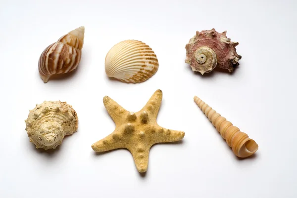 Estrella de mar y elementos de diseño del mar —  Fotos de Stock