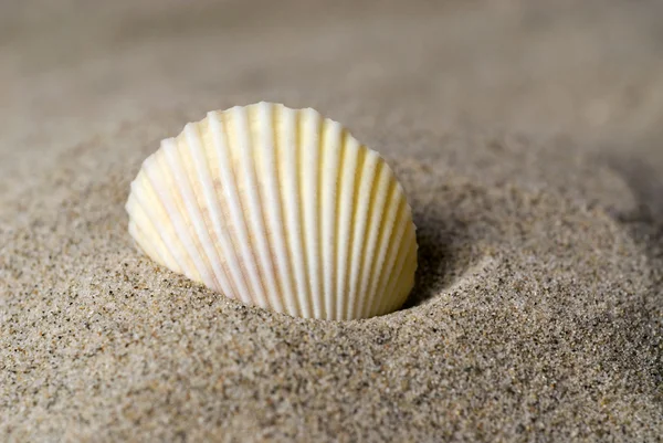 Скорлупа в песке — стоковое фото