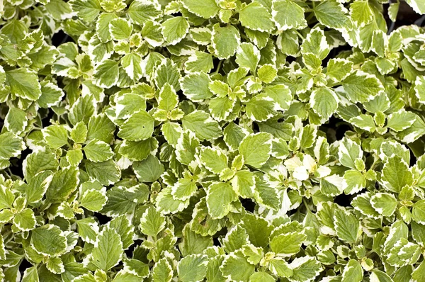 stock image Green leaves