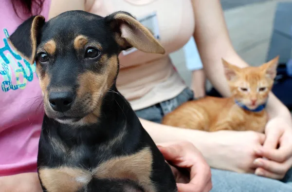 stock image Dog and cat in frends hands