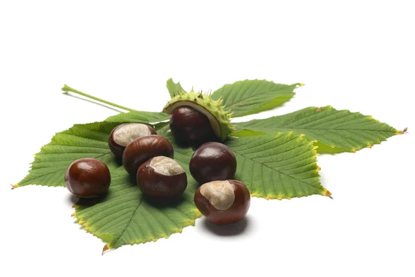 Horse chestnuts and leaf — Stock Photo, Image