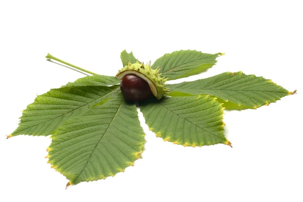Horse chestnut and leaf — Stock Photo, Image