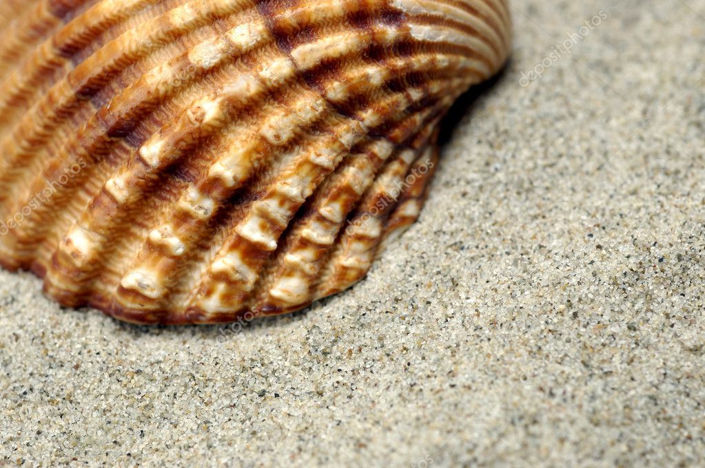 Sea Shell close-up — Stock Photo © vladem #1853584