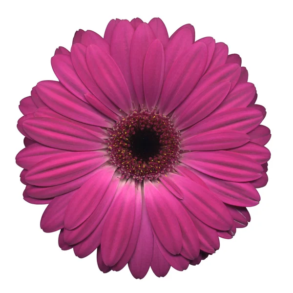 Rózsaszín gerbera Stock Kép