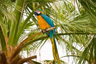 Gold And Blue Macaw clipart