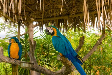 Gold and Blue Macaws clipart