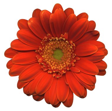 Gerbera