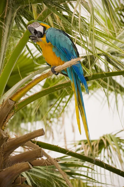 Palmiye ağacı üzerinde altın ve mavi Amerika papağanı — Stok fotoğraf