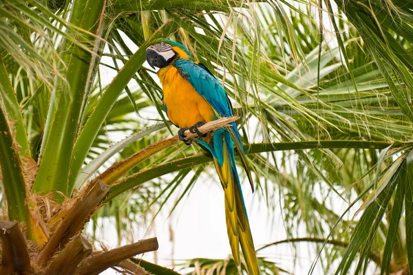 Altın ve mavi papağan — Stok fotoğraf