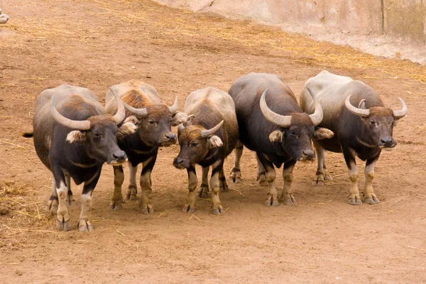 stock image Herd of bulls