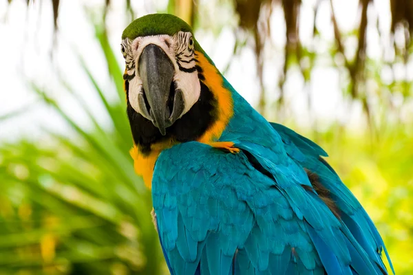 Złote i niebieskie macaw — Zdjęcie stockowe