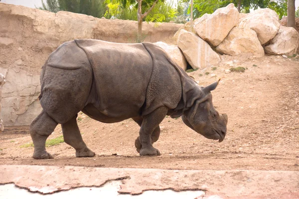 stock image Rhinoceros