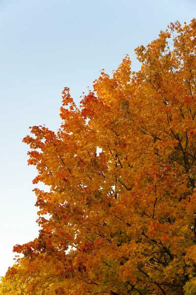 Gold autumn — Stock Photo, Image