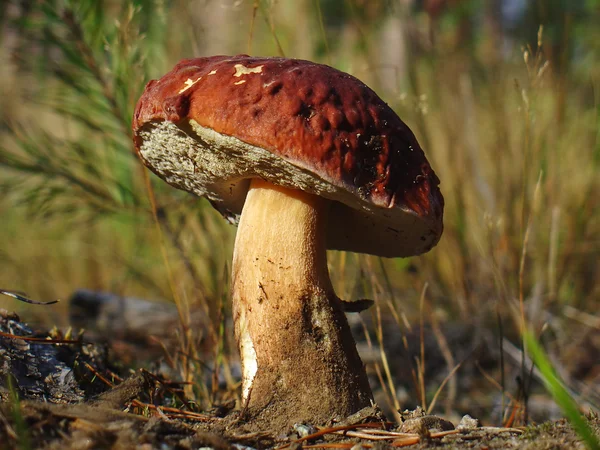 White Mushroom (cep) — Stock Photo, Image