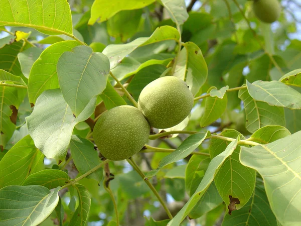 stock image Walnut