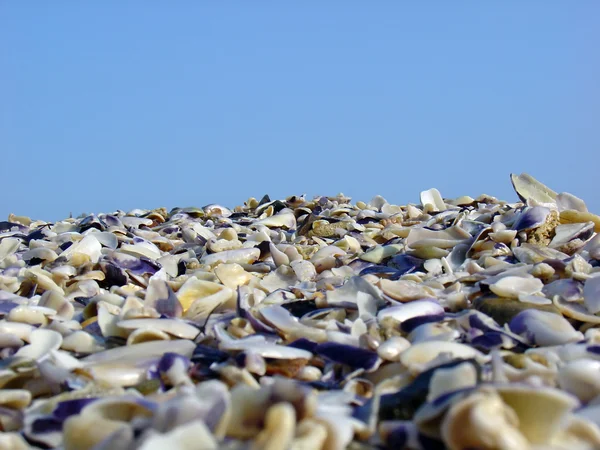 Seashell beach — Stock Photo, Image