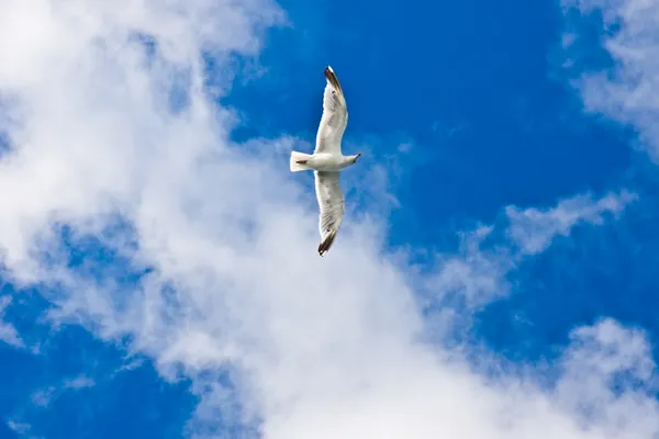 Gökyüzünde martı — Stok fotoğraf