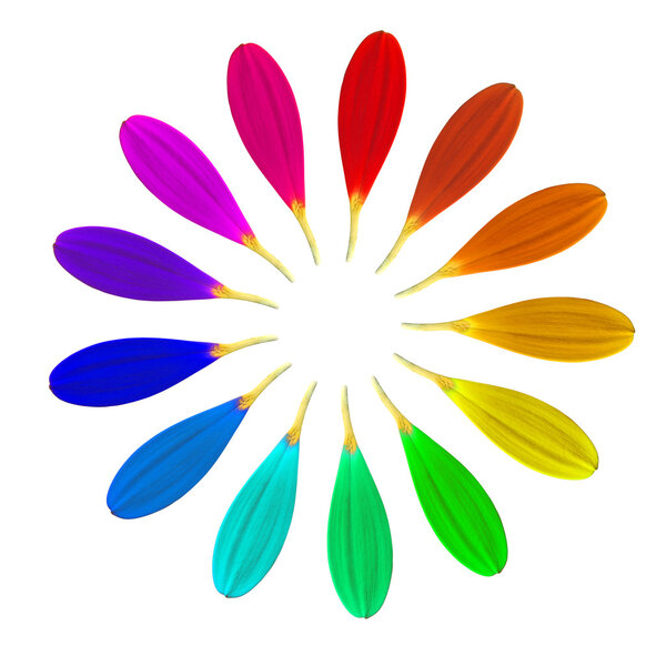 Magic thirteen-petal flower