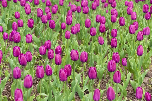 紫のチューリップ畑 — ストック写真