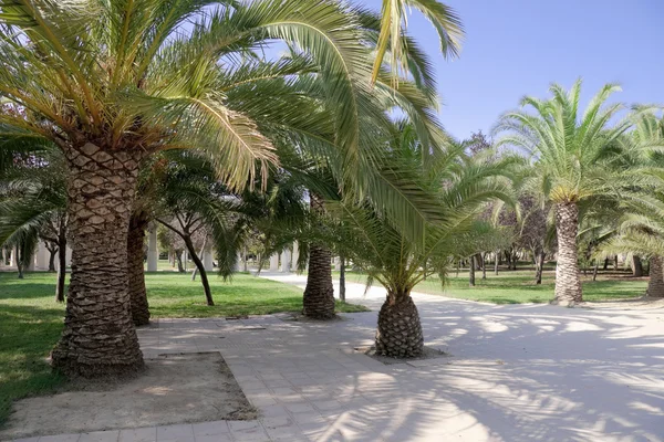 stock image Palm tree avenue