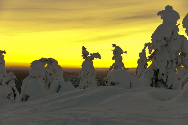 Fantastisk vinter skog — Stockfoto