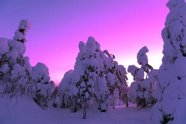 Fantástico bosque de invierno —  Fotos de Stock