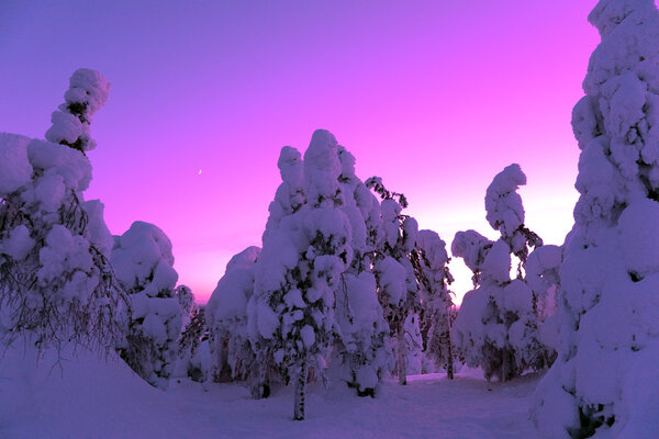 Fantastic winter forest