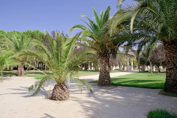 Avenue des palmiers — Photo