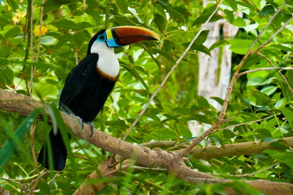 Toucan on branches Royalty Free Stock Photos