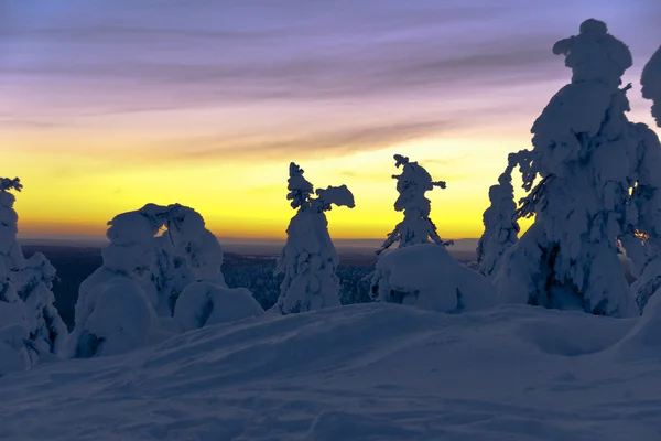 Fantastische winter forest Stockfoto