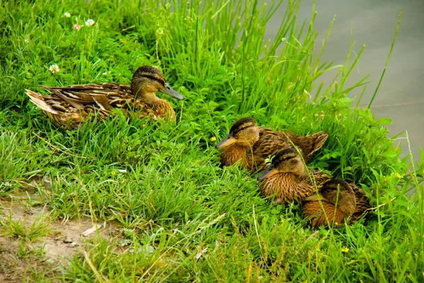 Семья утят на зеленой траве — стоковое фото
