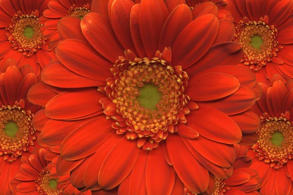 Vörös virágok — Stock Fotó