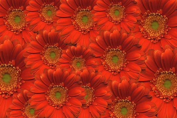 stock image Gerbera background