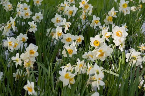 stock image White narcissuses