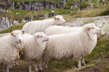 Sheep's family clipart