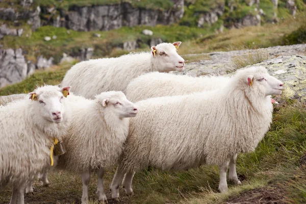 stock image Sheep's family