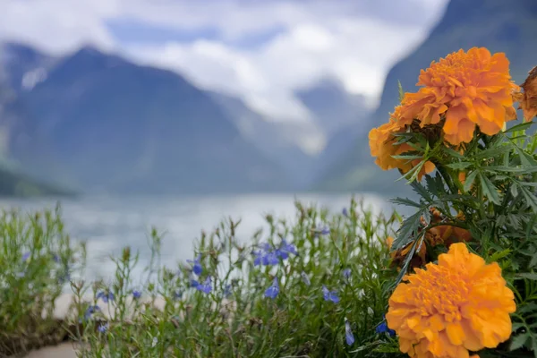 Квіти проти Lodalen Долина — стокове фото
