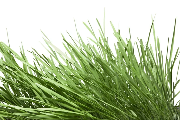Zielona trawa izolowana na białym — Zdjęcie stockowe