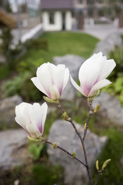 Flores de magnolia (Magnolia stellata ) — Foto de Stock