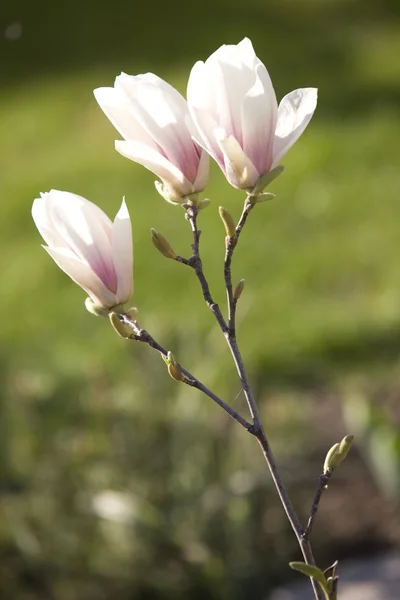Magnolia flores (Magnolia stellata ) — Fotografia de Stock