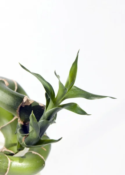 Mladý zelený výhonek z bambusu — Stock fotografie