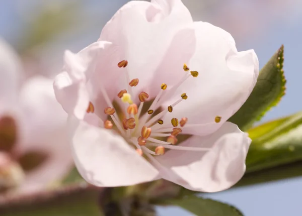 Персиковый цветок — стоковое фото