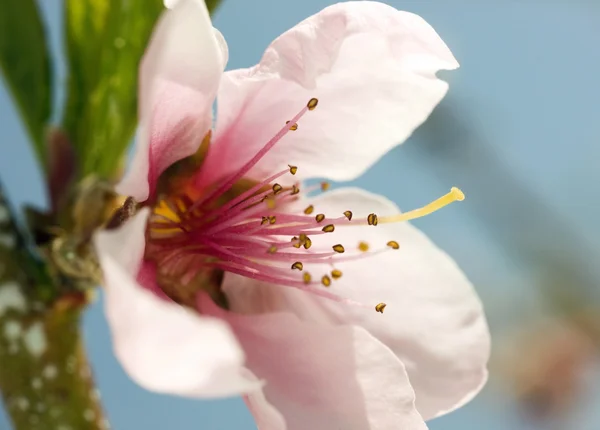 Flor de melocotón — Foto de Stock