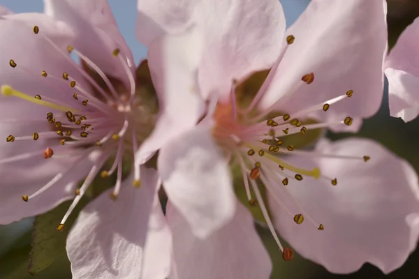 Два персиковых цветка — стоковое фото
