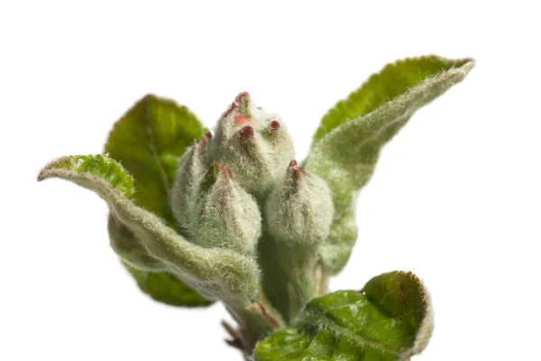 stock image Blossoming buds and leaves