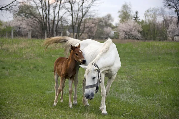 Лошадь-мать и кольт — стоковое фото