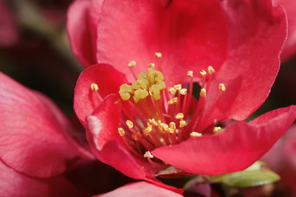 Japanse bloei quince — Stockfoto