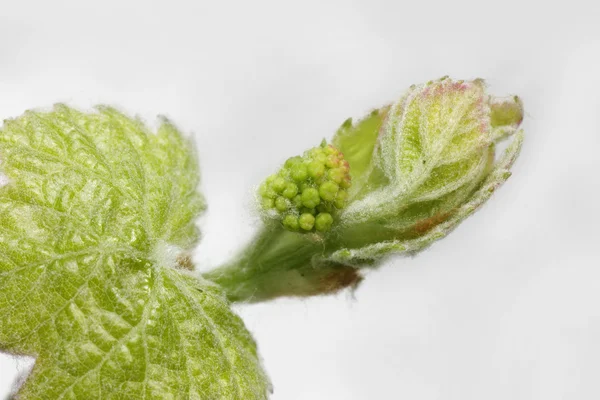 Junge Traubenblätter — Stockfoto