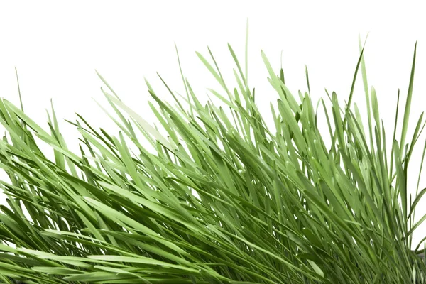 Groen gras geïsoleerd op wit — Stockfoto