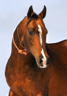 Dun akhalteke horse portrait clipart